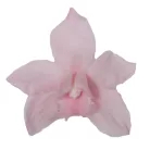 Orchidea örök dobozos 3 db