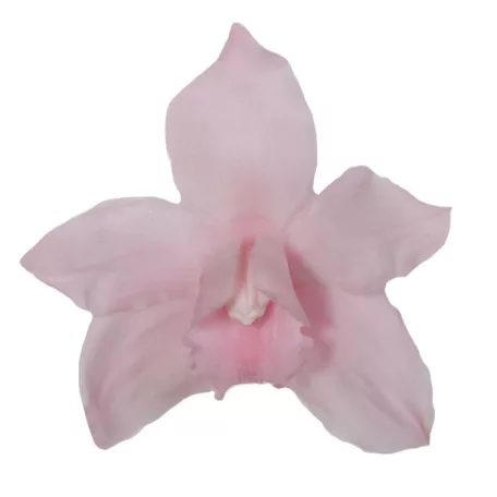 Orchidea örök dobozos 3 db