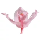 Orchidea örök dobozos 3 db