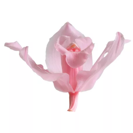 Orchidea örök dobozos 3 db