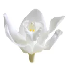 Orchidea örök dobozos 3 db