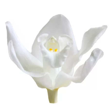 Orchidea örök dobozos 3 db