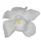 Orchidea örök dobozos 3 db