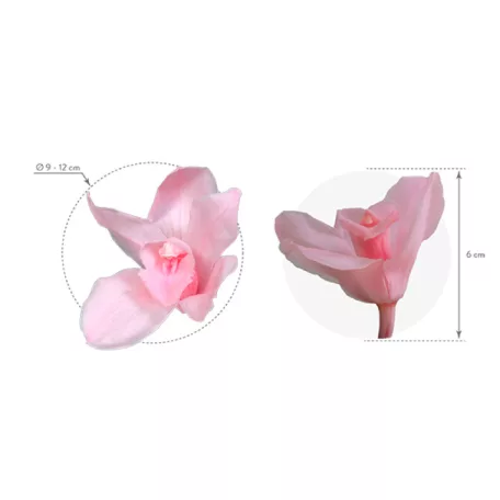 Orchidea örök dobozos 3 db