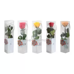 Örökrózsa 25 cm dobozos