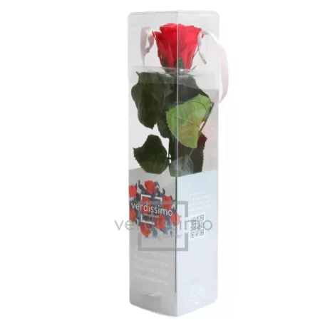 Örökrózsa 25 cm dobozos