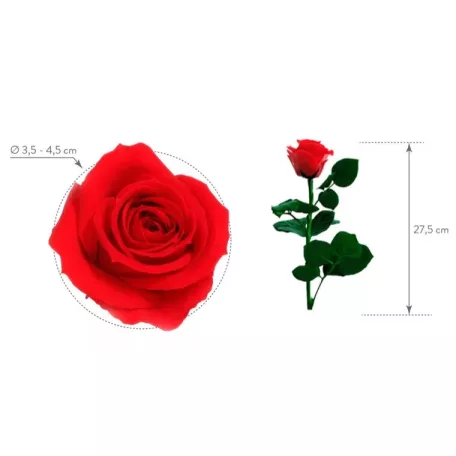 Örökrózsa 25 cm dobozos