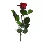 Örökrózsa 25 cm lédig