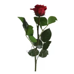 Örökrózsa 25 cm lédig