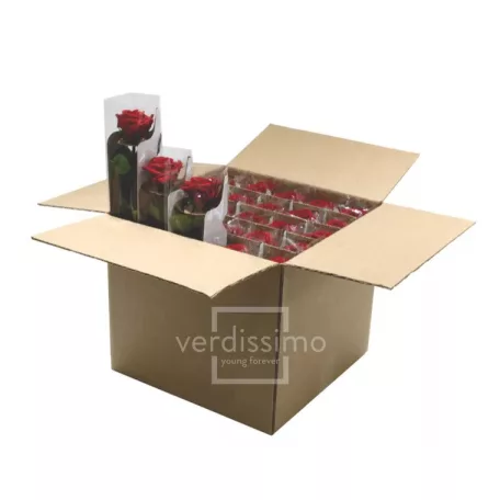 Örökrózsa 25 cm lédig