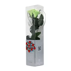 Örökrózsa 25 cm dobozos - Tricolor