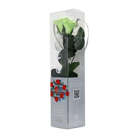Örökrózsa 25 cm dobozos - Tricolor