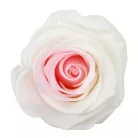 Örökrózsa 55 cm dobozos - Bicolor