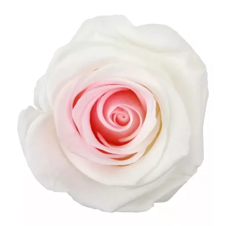 Örökrózsa 55 cm dobozos - Bicolor