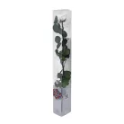 Örökrózsa 55 cm dobozos - Bicolor