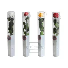 Örökrózsa 55 cm dobozos