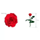 Örökrózsa 55 cm dobozos prémium