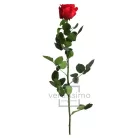 Örökrózsa 55 cm lédig