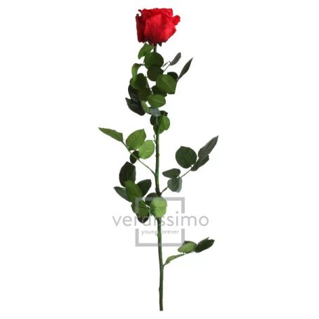 Örökrózsa 55 cm lédig