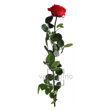 Örökrózsa 55 cm lèdig prèmium