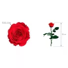 Örökrózsa 55 cm lédig