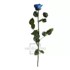 Örökrózsa 55 cm lédig