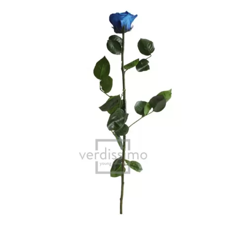 Örökrózsa 55 cm lédig