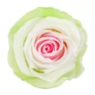 Örökrózsa 55 cm dobozos - Tricolor