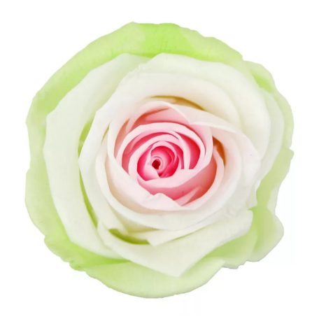 Örökrózsa 55 cm dobozos - Tricolor