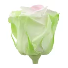 Örökrózsa 55 cm dobozos - Tricolor