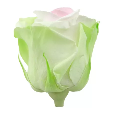 Örökrózsa 55 cm dobozos - Tricolor