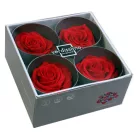 Örökrózsa fej Premium 4 db/doboz