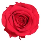 Örökrózsa fej Premium 4 db/doboz