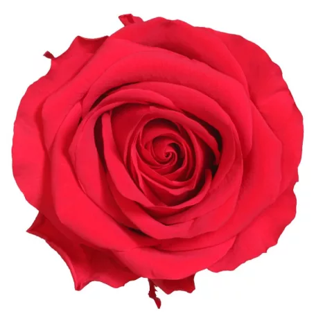 Örökrózsa fej Premium 4 db/doboz