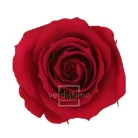 Örökrózsa fej Medium 8 db/doboz