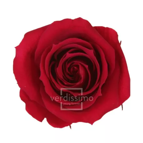 Örökrózsa fej Medium 8 db/doboz