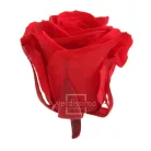 Örökrózsa fej Medium 8 db/doboz