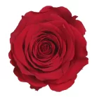 Örökrózsa fej Standard lédig