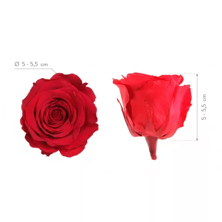 Örökrózsa fej Standard lédig