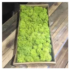 Tartósított növények