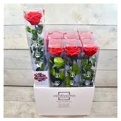 Szálas örökrózsák